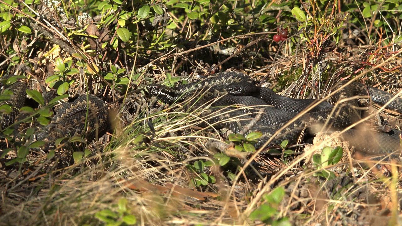 В Ленобласти проснулись гадюки В Ленобласти проснулись гадюки