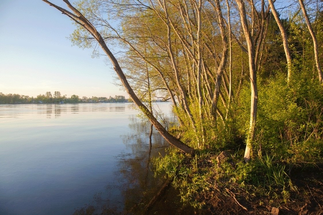 В Ленобласти создали охранную зону вокруг памятника природы «Нижневолховский» В Ленобласти создали охранную зону вокруг памятника природы «Нижневолховский»