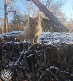 ��� ������: ������� ������ �������