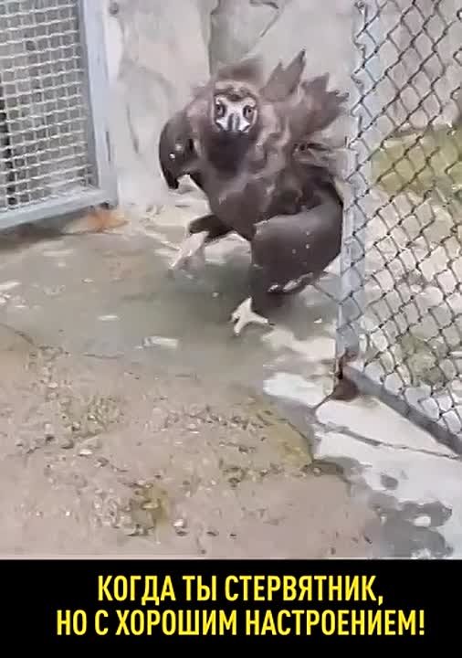 Кого-то напоминает эта забавная птица