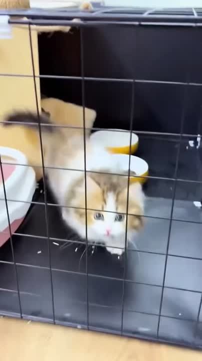 ���� �� ������ ������� ����