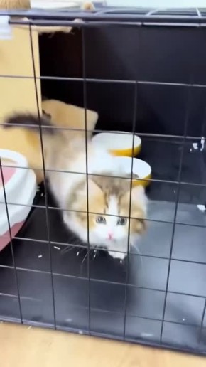 ���� �� ������ ������� ����