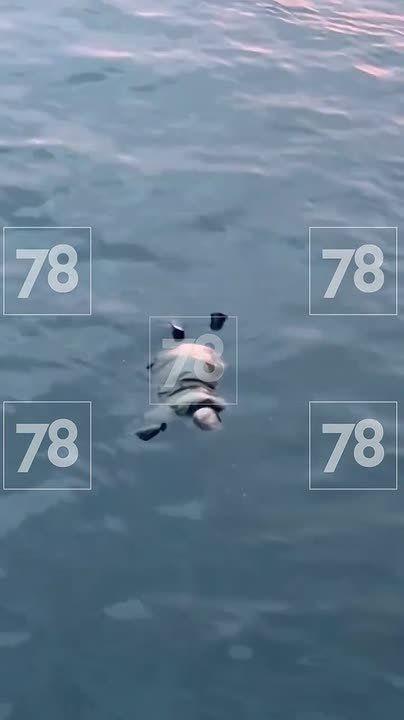 ���� ������� �������� � ���� �������� ����� ����������� �����