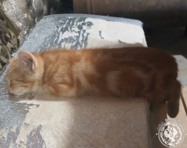 ��� ������: ������� ������ �������