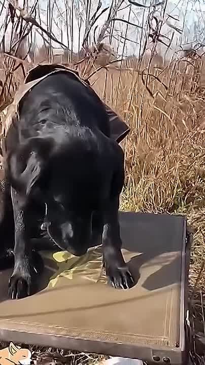 ������� �������� ���������� ���)