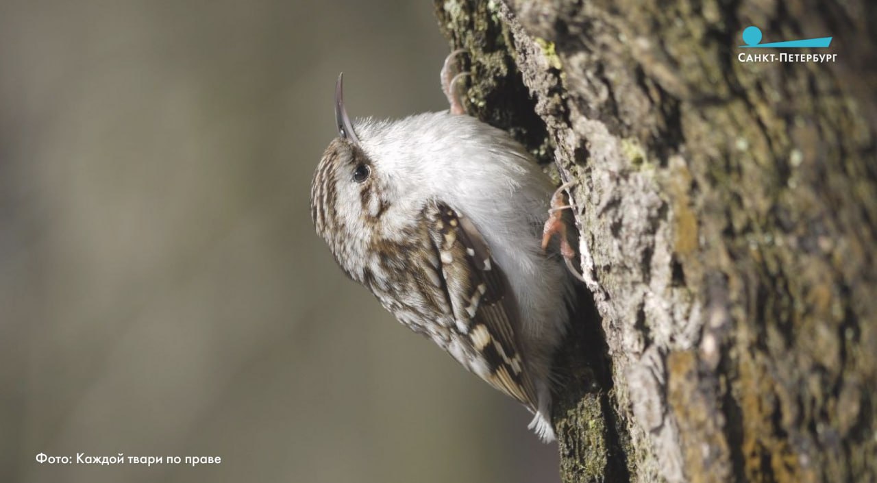В усадьбе Сосновка заметили обыкновенную пищуху — маленькую птичку, которая всё время нежно попискивает