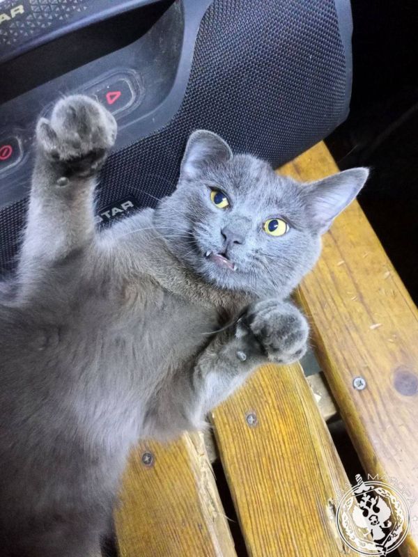 ��� ������: ������� ������ �������