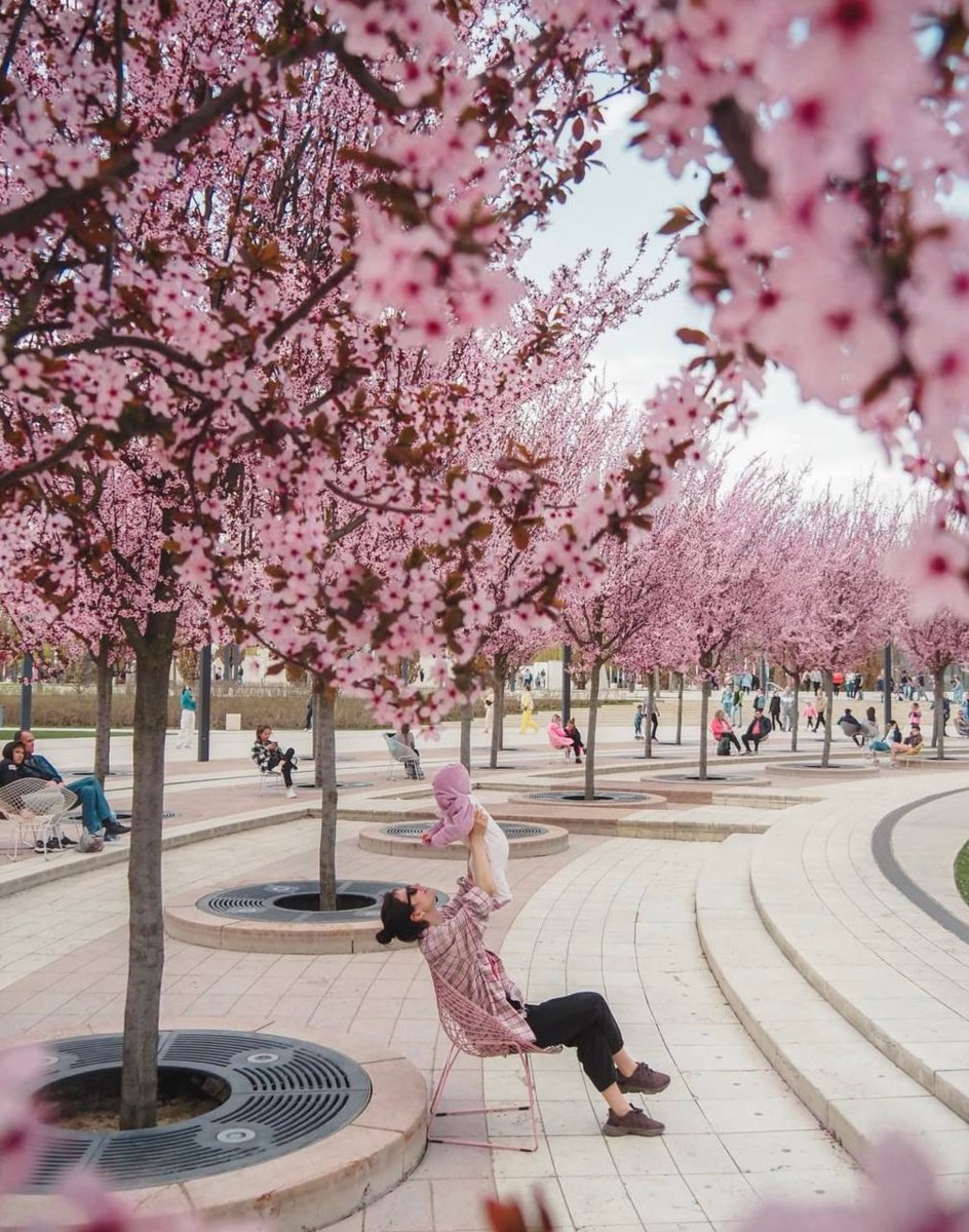 Жители южных городов, желающие насладиться природной красотой, устремились в эти выходные в Краснодар, где вновь зацвела местная «сакура» — слива Нигра Жители южных городов, желающие насладиться природной красотой, устремились в эти выходные в Краснодар, где вновь зацвела местная «сакура» — слива Нигра