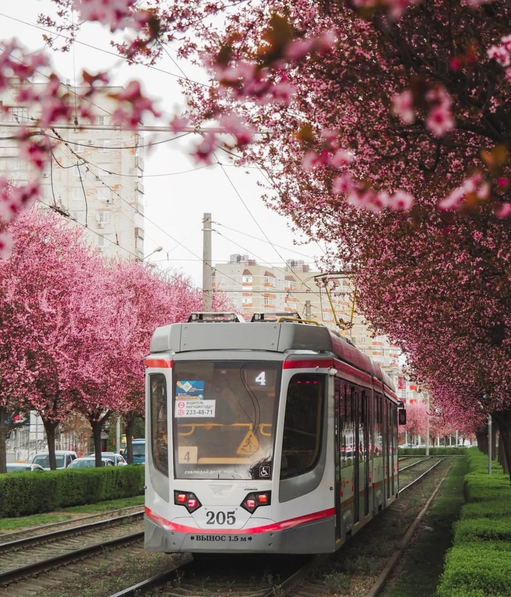 Жители южных городов, желающие насладиться природной красотой, устремились в эти выходные в Краснодар, где вновь зацвела местная «сакура» — слива Нигра Жители южных городов, желающие насладиться природной красотой, устремились в эти выходные в Краснодар, где вновь зацвела местная «сакура» — слива Нигра