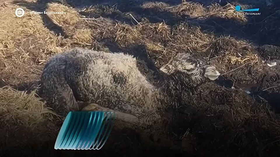 � ������� ���������� � ���� ��������� ��������� ���� � ��� �������� ����-���������