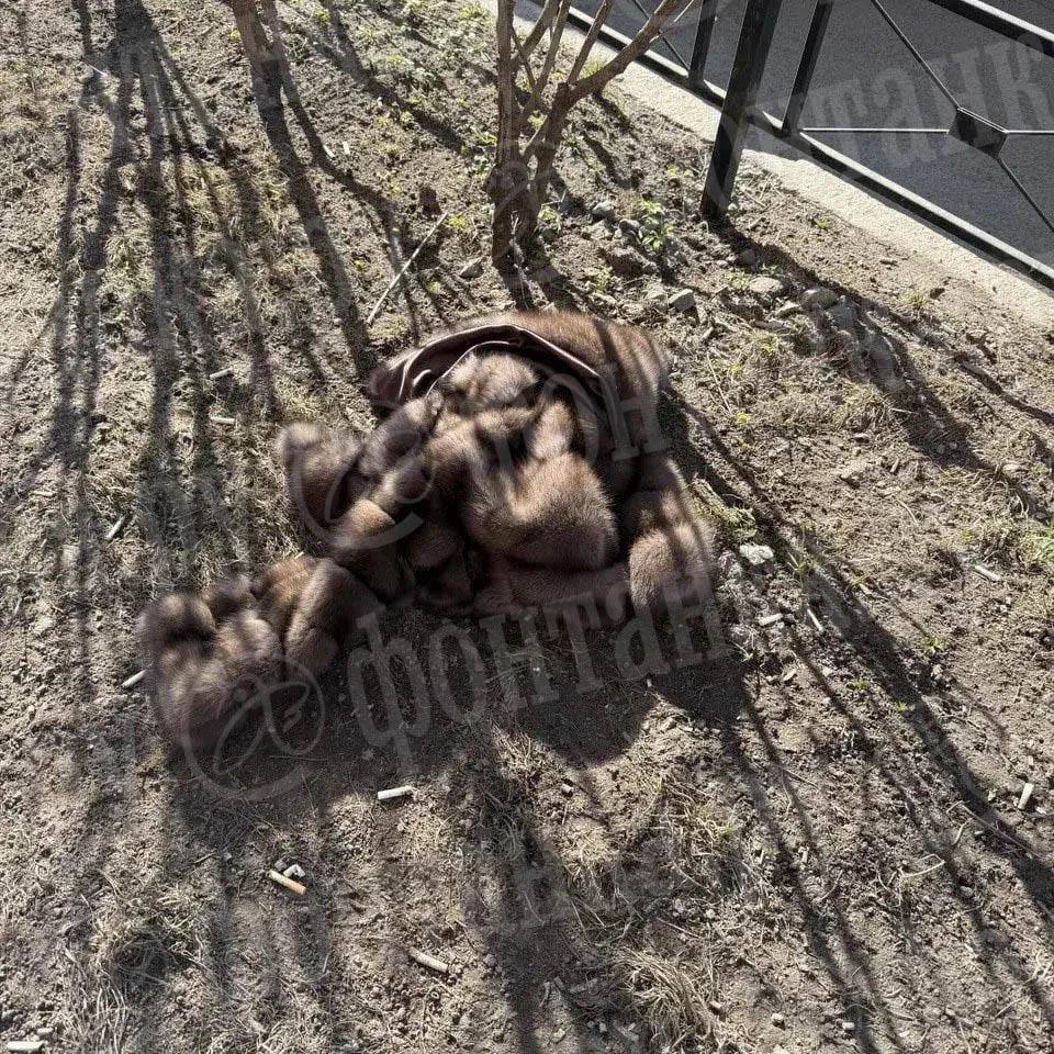 Росгвардия задержала мужчину, укравшего шубу за 1,4 миллиона из магазина на Невском проспекте