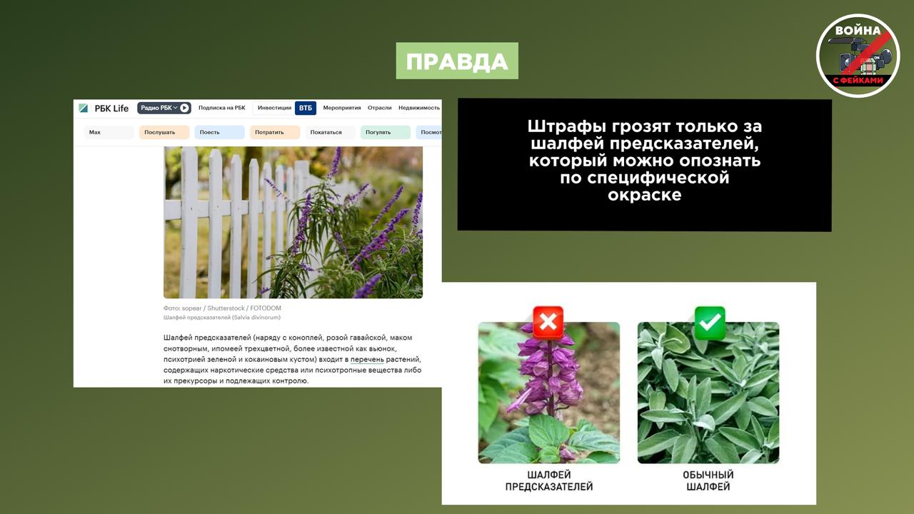Фейк: Россиянам грозят штрафы и уголовная ответственность за выращивание шалфея Фейк: Россиянам грозят штрафы и уголовная ответственность за выращивание шалфея