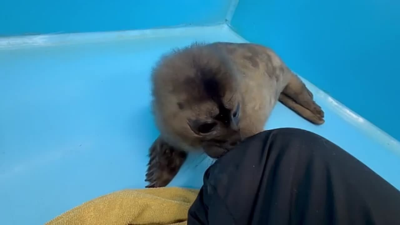 Фонд друзей балтийской нерпы поделился видео со спасенной еще 8 марта ластоногой малышкой