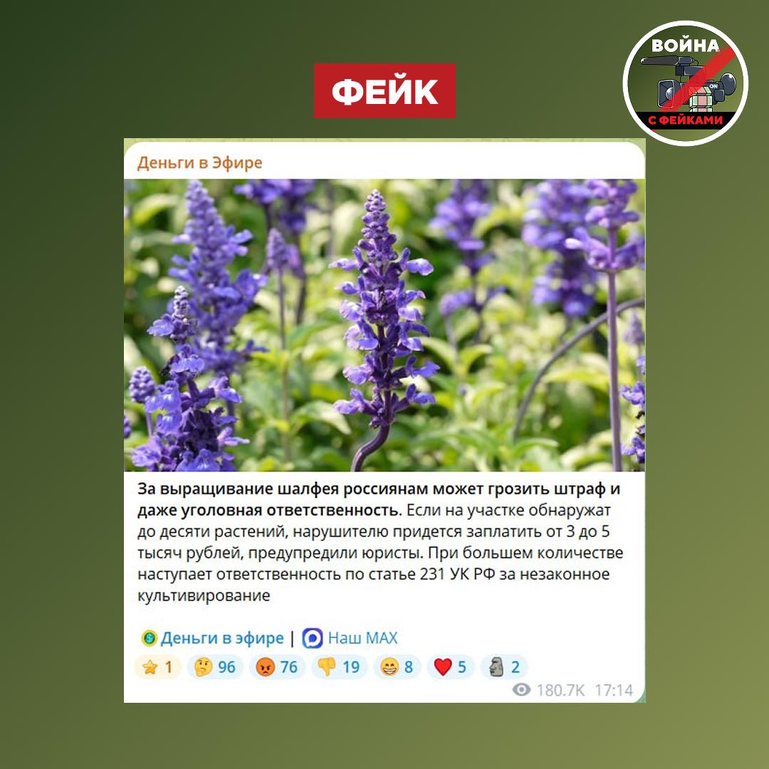 Фейк: Россиянам грозят штрафы и уголовная ответственность за выращивание шалфея