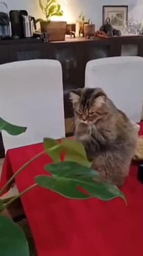 ����� ������ ����. ����� ����