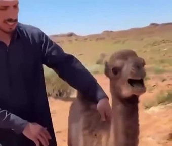 ������� ��������: ��������� ���������, ��������� ������� � ���������� � ��� ����� ��������