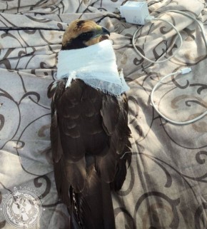 ��� ������: ������� ������ �������