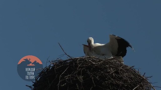 � ���� ����� ������ ����� ������ ������ � ����������� �������� �����������