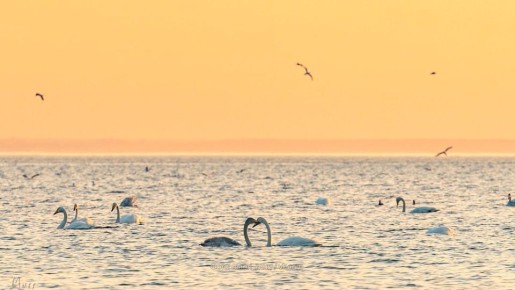 Уже несколько дней жители Васильевского острова любуются дикими лебедями