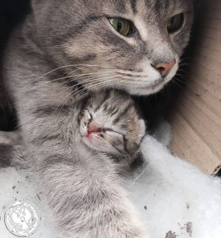 ��� ������: ������� ������ �������