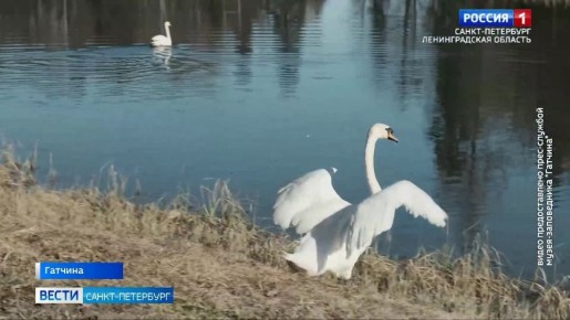 В Дворцовом парке Гатчины выпустили первую пару лебедей