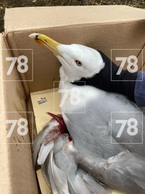 Застрявшую на столбе чайку спасли на Маршала Казакова