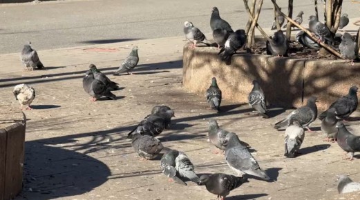 Птица мира или засранец? Петербуржцы спорят о месте голубей в обществе