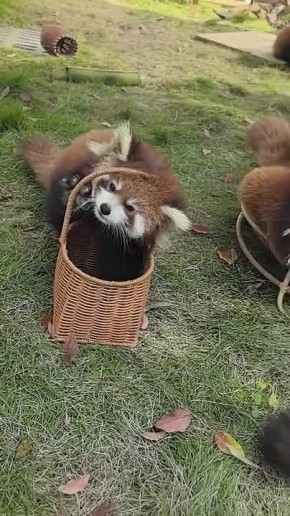 ������� ���� �������, ������! � �������, �������