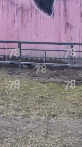 Крысы прорыли подземную сеть тоннелей около помойки в Парголово