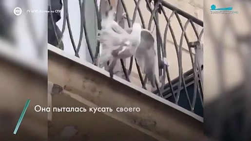 ������������ ����� ���������� ������������� ���������