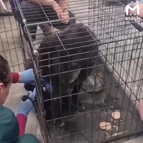 Жители Сланцев спасли местного Хатико — собака 10 лет жила с бездомным, а после его кончины осталась горевать на месте смерти