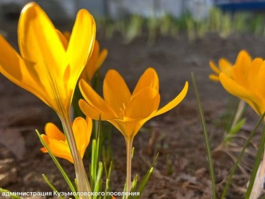 Первые крокусы уже распустились в Петербурге и Ленобласти, но скоро их накроет снегом