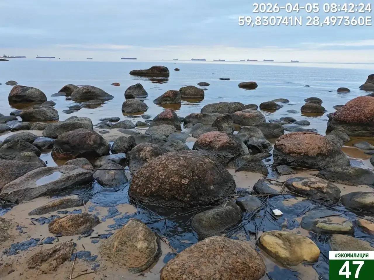 Локальное скопление нефтепродуктов обнаружили на берегу Финского залива в районе деревни Логи Кингисеппского района