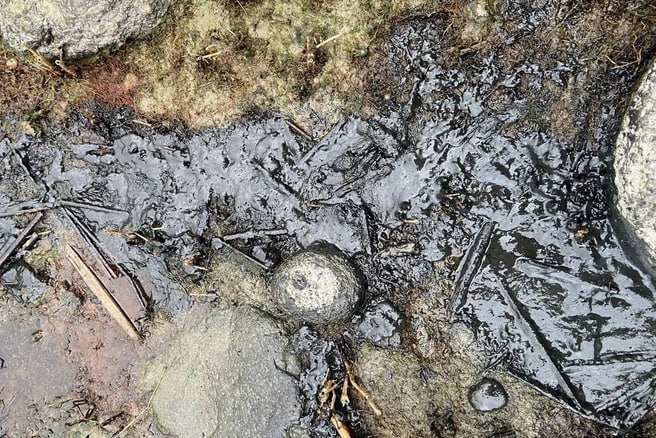 На загрязнённом нефтепродуктами побережье Финского залива в посёлке Логи депутат ЗакСа Ленобласти Иван Апостолевский обнаружил чёрные пятна вязкой субстанции, похожей на гудрон На загрязнённом нефтепродуктами побережье Финского залива в посёлке Логи депутат ЗакСа Ленобласти Иван Апостолевский обнаружил чёрные пятна вязкой субстанции, похожей на гудрон