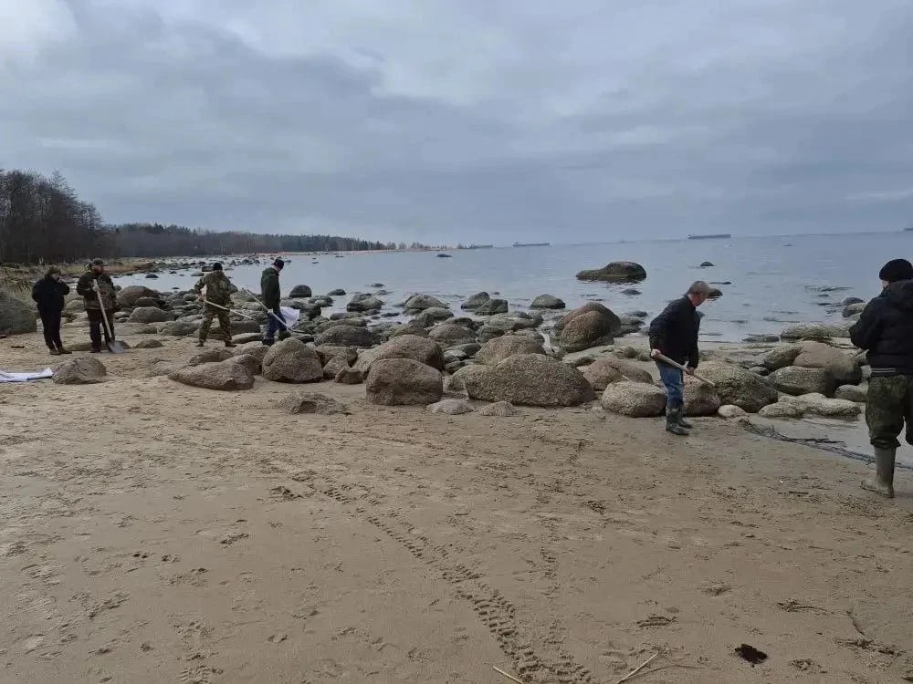 На берегу Финского залива, где сегодня обнаружили нефтепродукты, весь день шла уборка На берегу Финского залива, где сегодня обнаружили нефтепродукты, весь день шла уборка