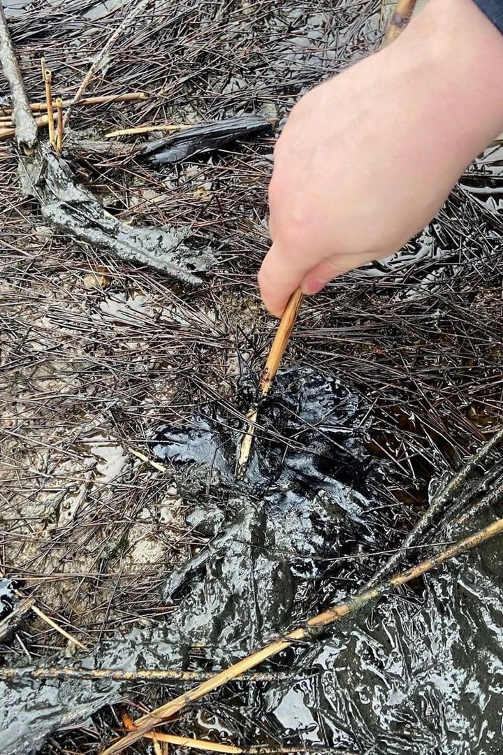 На загрязнённом нефтепродуктами побережье Финского залива в посёлке Логи депутат ЗакСа Ленобласти Иван Апостолевский обнаружил чёрные пятна вязкой субстанции, похожей на гудрон На загрязнённом нефтепродуктами побережье Финского залива в посёлке Логи депутат ЗакСа Ленобласти Иван Апостолевский обнаружил чёрные пятна вязкой субстанции, похожей на гудрон