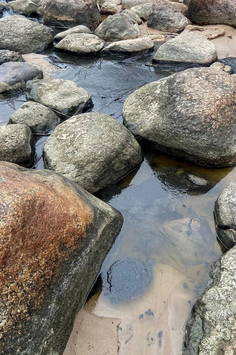 На загрязнённом нефтепродуктами побережье Финского залива в посёлке Логи депутат ЗакСа Ленобласти Иван Апостолевский обнаружил чёрные пятна вязкой субстанции, похожей на гудрон На загрязнённом нефтепродуктами побережье Финского залива в посёлке Логи депутат ЗакСа Ленобласти Иван Апостолевский обнаружил чёрные пятна вязкой субстанции, похожей на гудрон