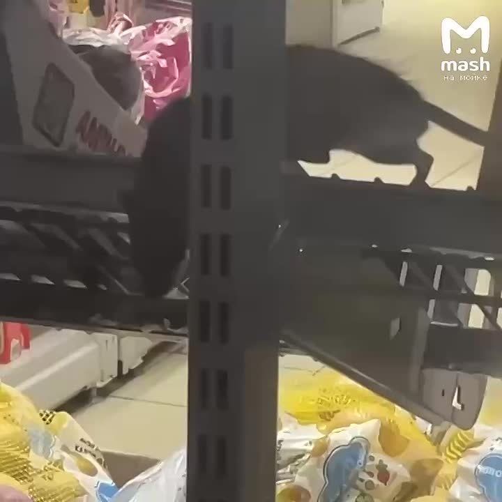 ����� �������� ����� ��� ������� � "�����" �� ���������� �������� � ������ ��� ������ ������ �� ������ � �������� ��������� ����, ��������� ������ ����������� � �����������