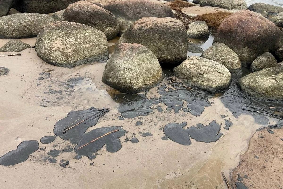 На загрязнённом нефтепродуктами побережье Финского залива в посёлке Логи депутат ЗакСа Ленобласти Иван Апостолевский обнаружил чёрные пятна вязкой субстанции, похожей на гудрон На загрязнённом нефтепродуктами побережье Финского залива в посёлке Логи депутат ЗакСа Ленобласти Иван Апостолевский обнаружил чёрные пятна вязкой субстанции, похожей на гудрон