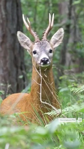 ������ ����������. ������ ���� �����