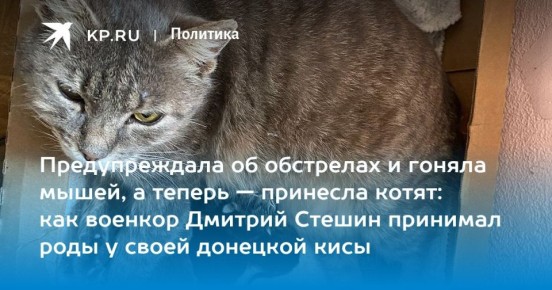 Дмитрий Стешин: Редакция потребовала облечь роды моей донецкой кисы в художественно-литературную форму