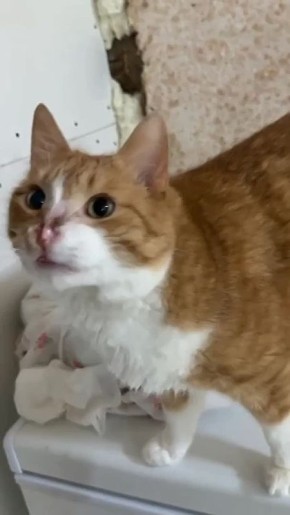 ���� ��������: �� ��������!. ������� �� �������� ����� ����� ����������� ��������� ����� �����