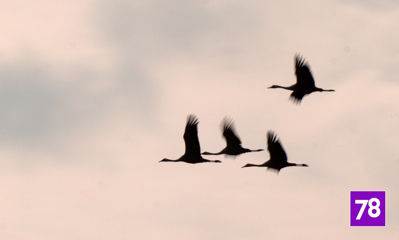 В Ленинградскую область из Африки вернулись серые журавли В Ленинградскую область из Африки вернулись серые журавли
