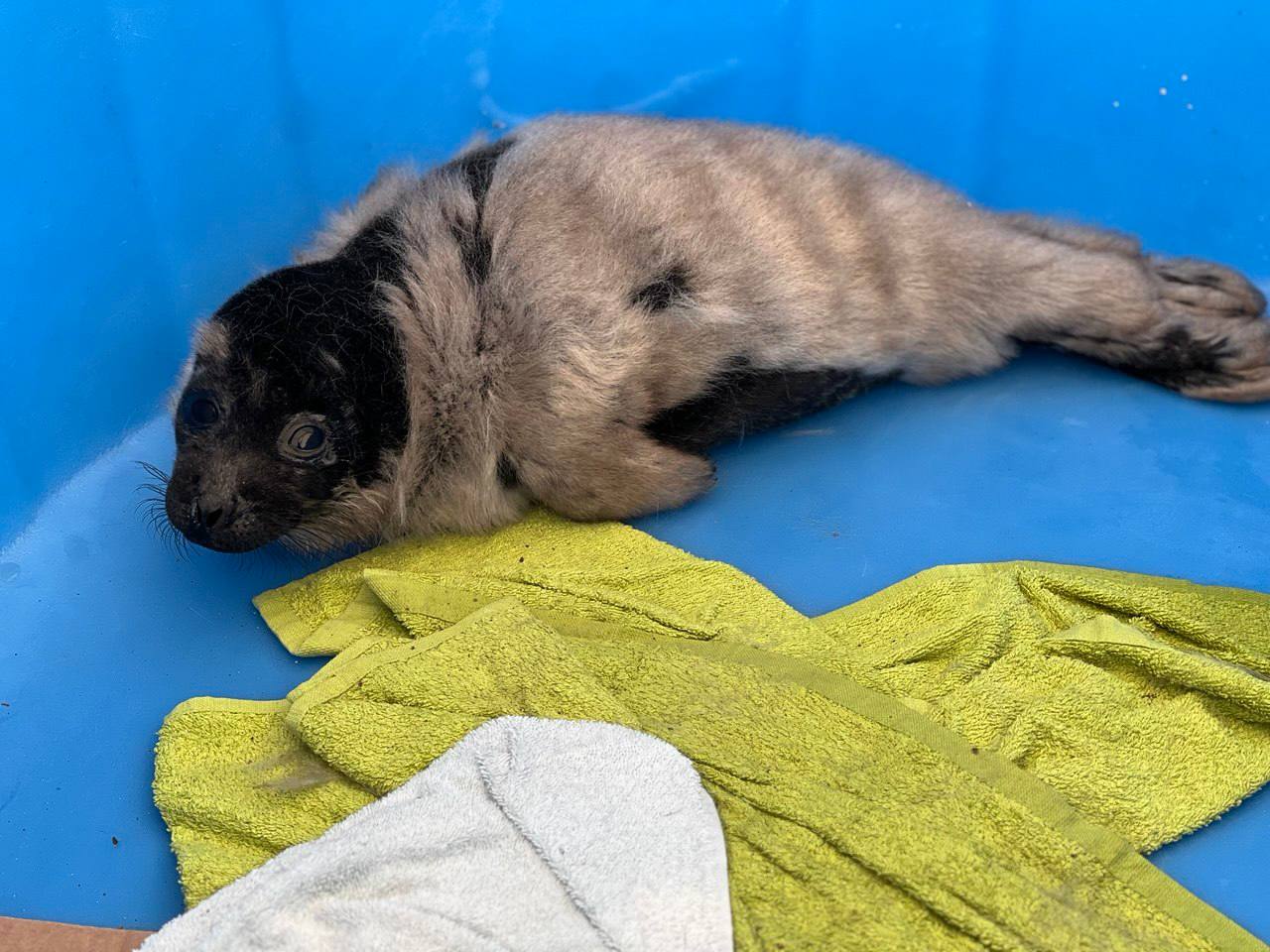 У Фонда друзей балтийской нерпы появился новый подопечный У Фонда друзей балтийской нерпы появился новый подопечный