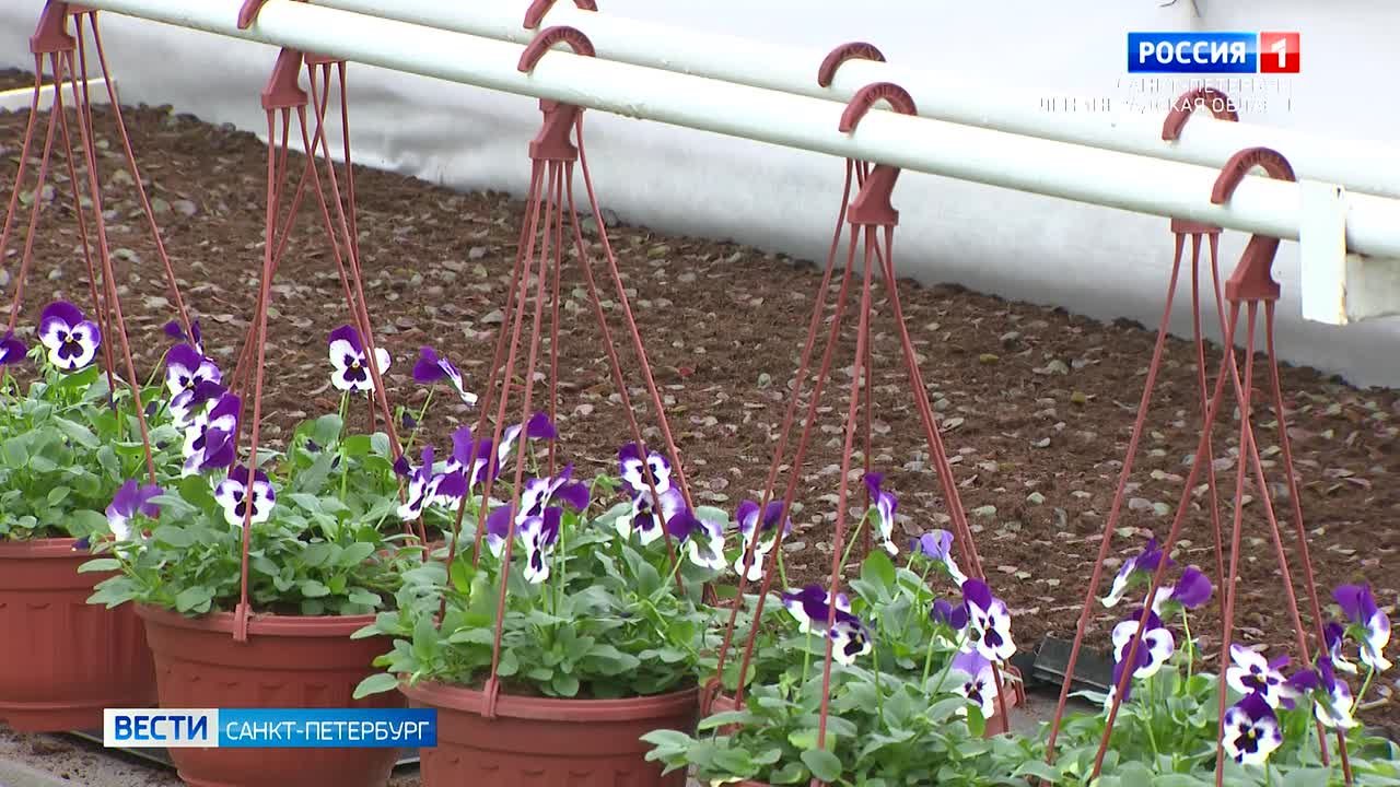 Разноцветные виолы готовят к непредсказуемому климату Северной столицы