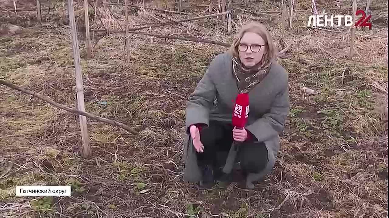 Крайне опасные джунгли. Жители деревни Натальевка в Гатчинском округе Ленинградской области бьют тревогу - их окружают трёхметровые заросли борщевика