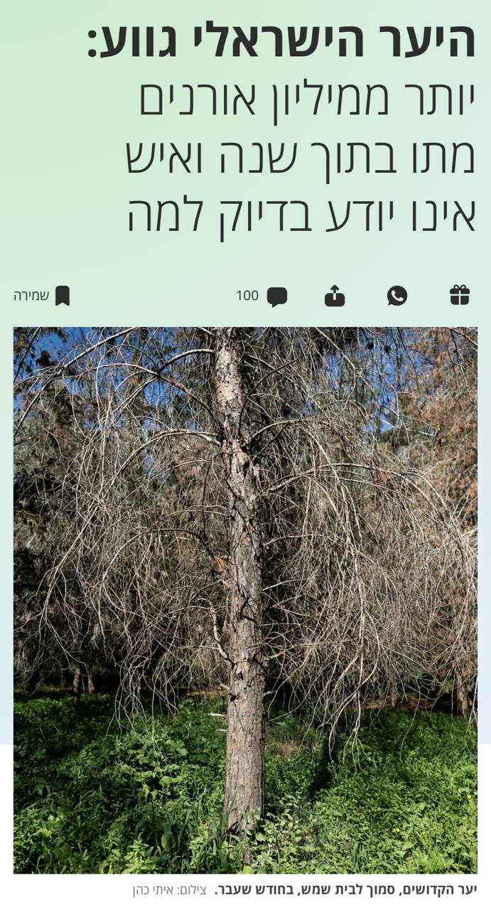 Земля против оккупации: В Израиле массово гибнут сосны, посаженные на руинах палестинских деревень