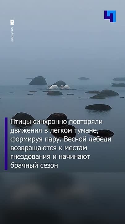 В Финском заливе сняли завораживающий брачный танец лебедей