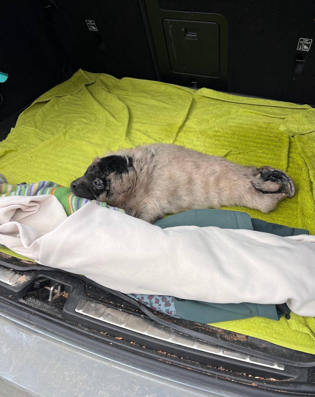 У Фонда друзей балтийской нерпы появился новый подопечный У Фонда друзей балтийской нерпы появился новый подопечный