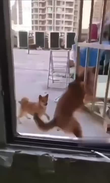 ������ ��� ������ �����������